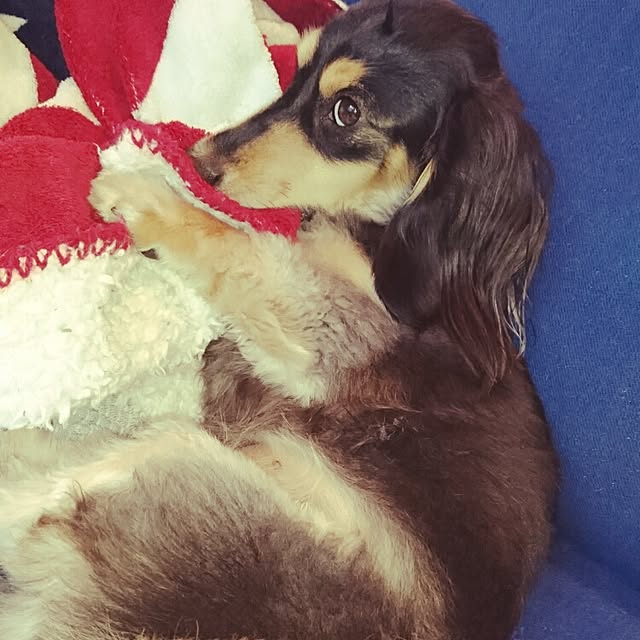 cocosorasakuさんの実例写真