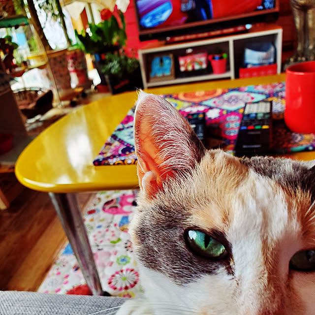 kumutanさんの実例写真