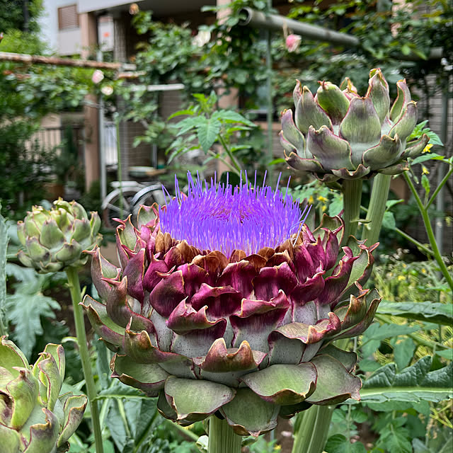 botanさんの実例写真