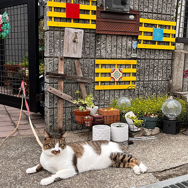 jijiさんの実例写真