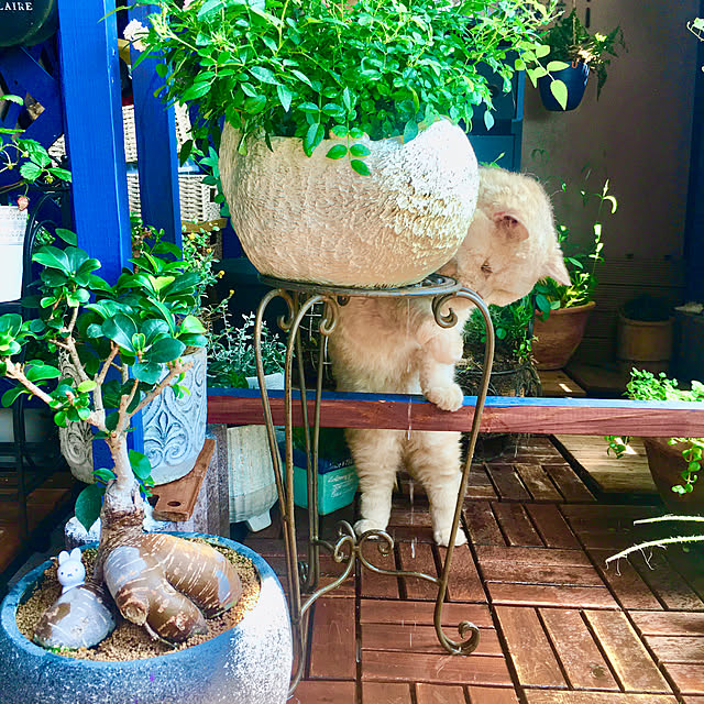 naokoさんの実例写真