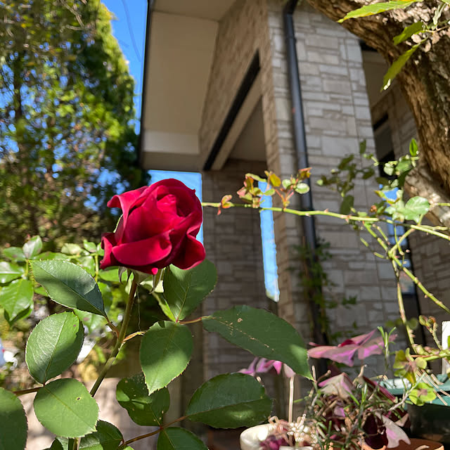 natsumiさんの部屋