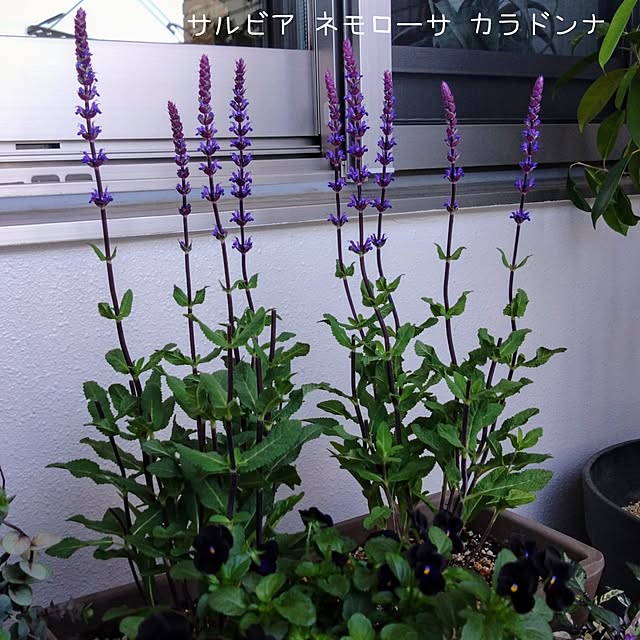 Petit_Pommierさんの部屋