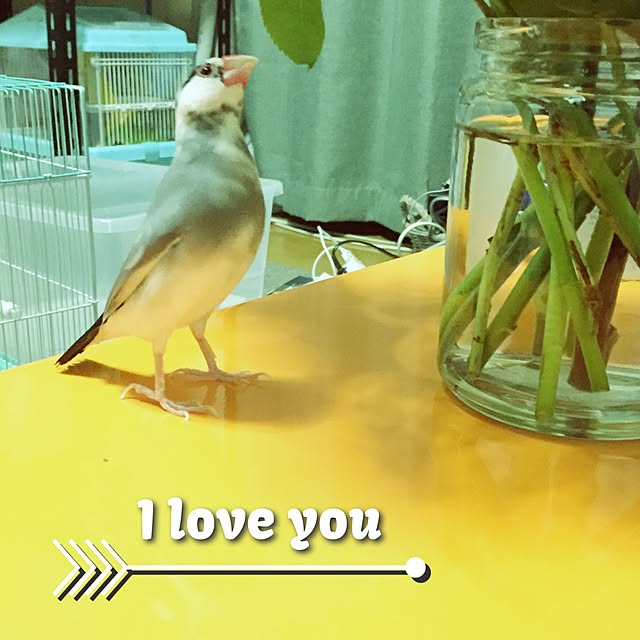 taroさんの実例写真