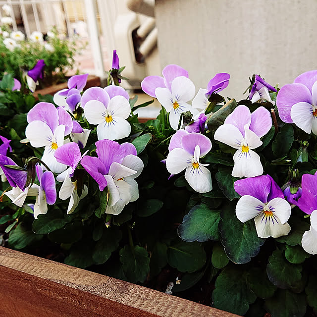 maple.little.houseさんの実例写真