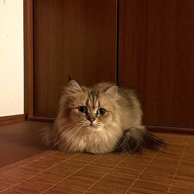butachanさんの実例写真
