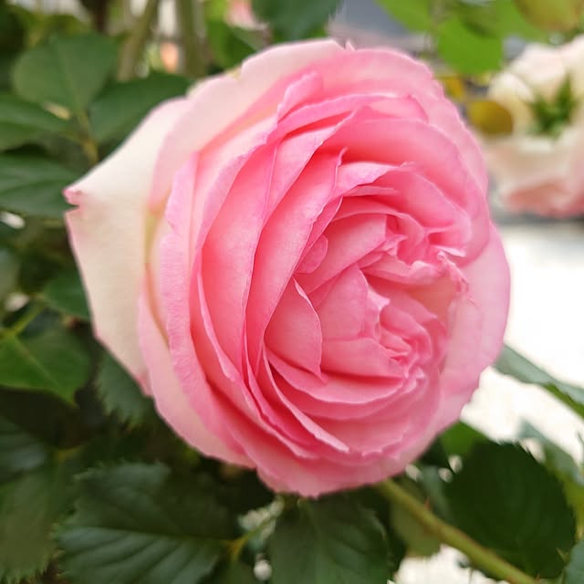 fleur-mamanさんの部屋