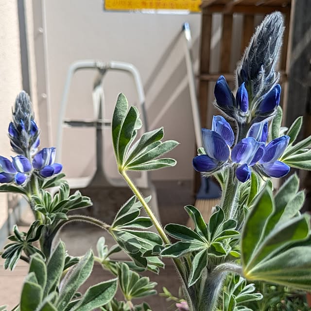 mi-saさんの実例写真