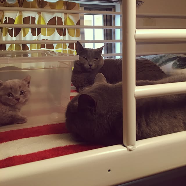 ikettenさんの実例写真
