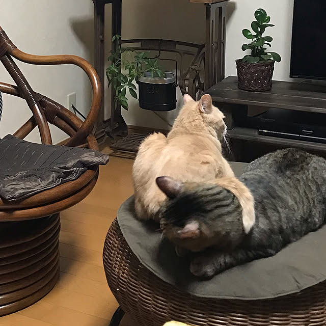 mikan161さんの実例写真