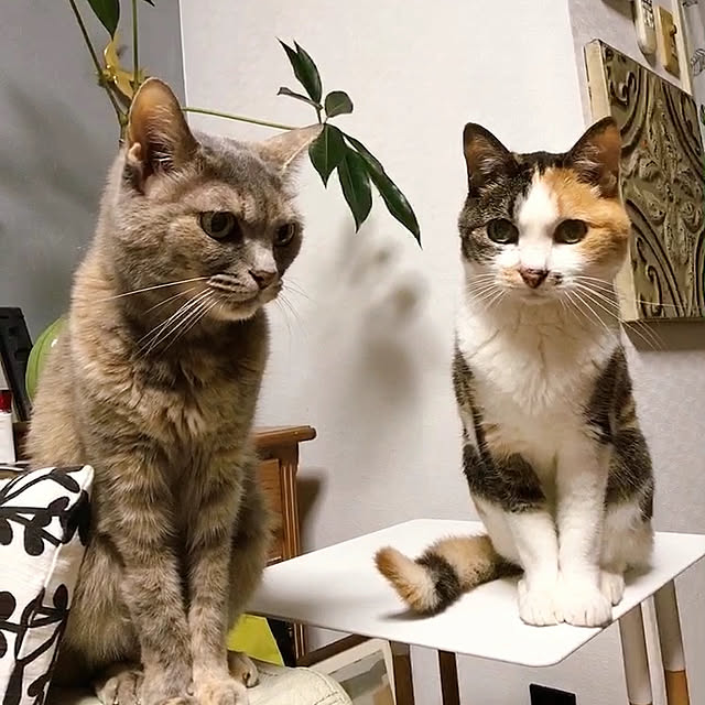nyanko-beamさんの実例写真