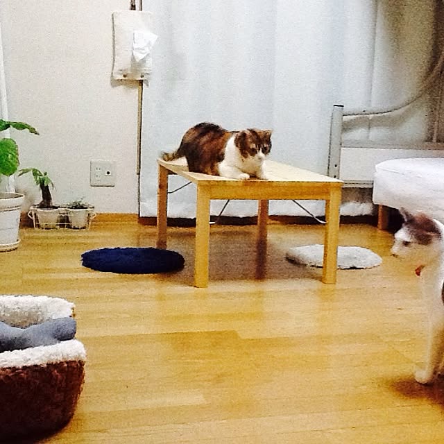 Mikaさんの実例写真