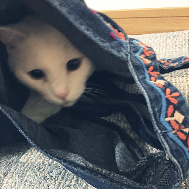 tekokaasanさんの実例写真