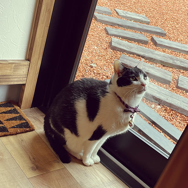 nekosamaさんの実例写真