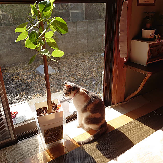 fukuさんの実例写真