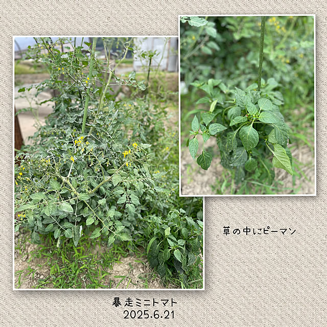 buchiさんの部屋