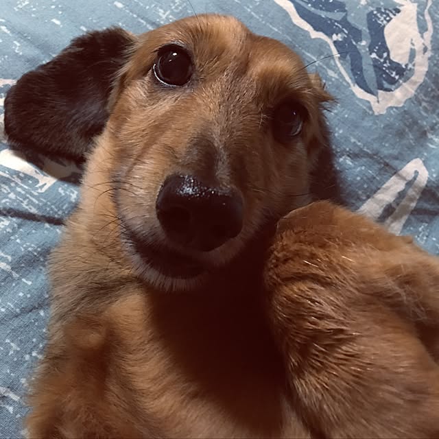 CATさんの実例写真