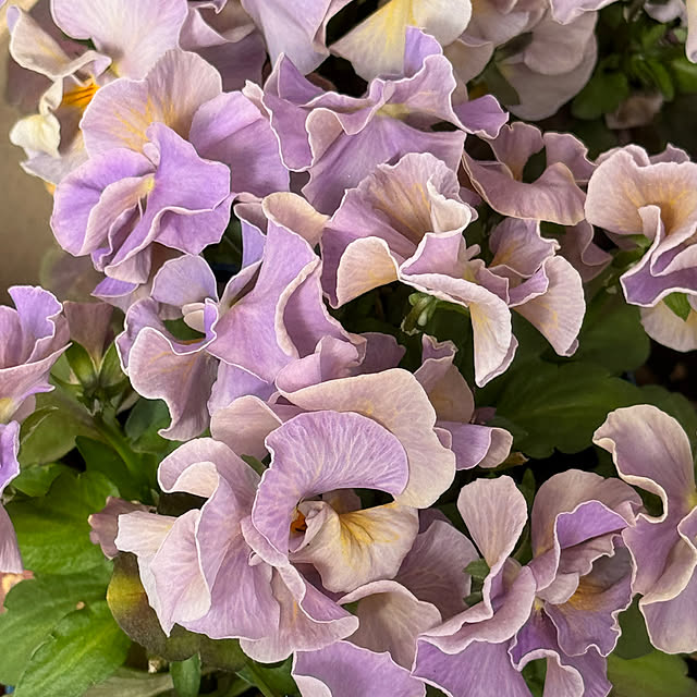 Chigusaさんの部屋