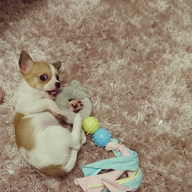 nellyさんの実例写真