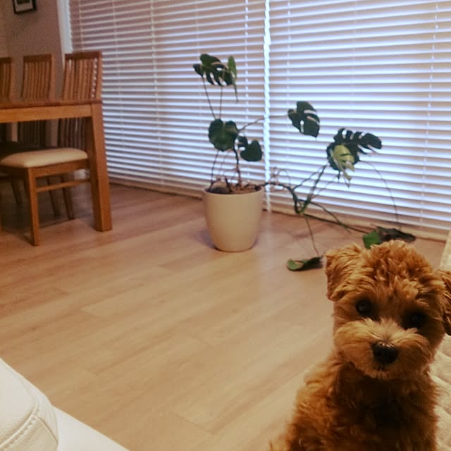 macoさんの実例写真