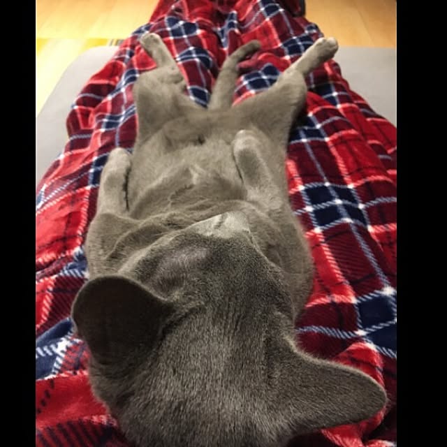 maripoさんの実例写真