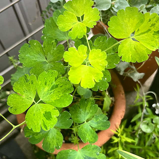 hinamamaさんの部屋