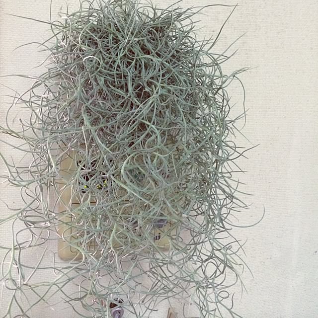 nora_koさんの実例写真