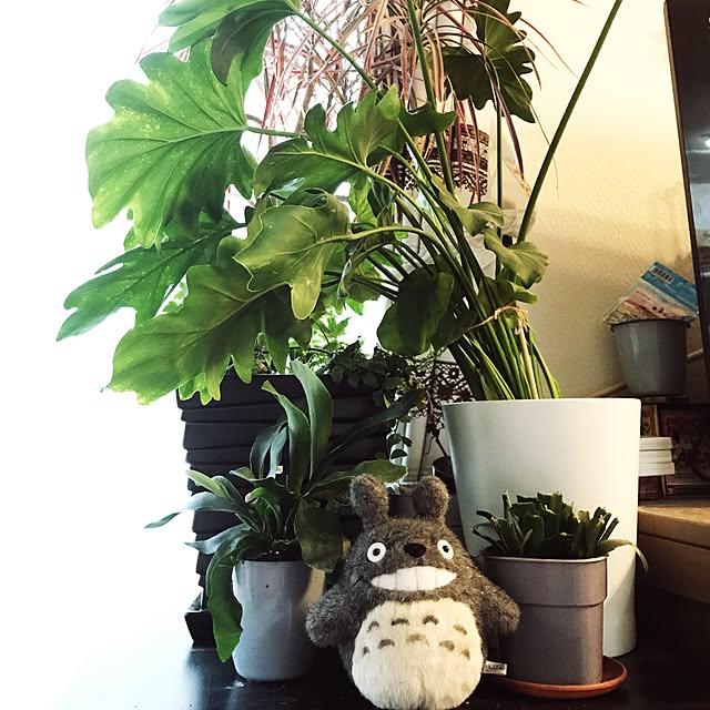 kujiraさんの実例写真