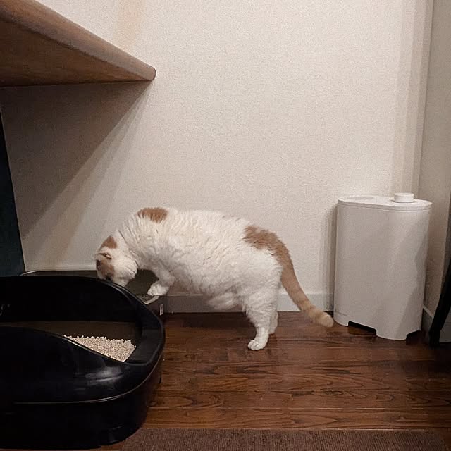 amutantanさんの実例写真