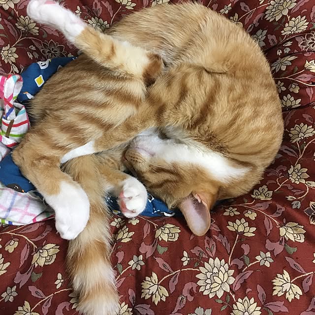 baronkotarouさんの実例写真