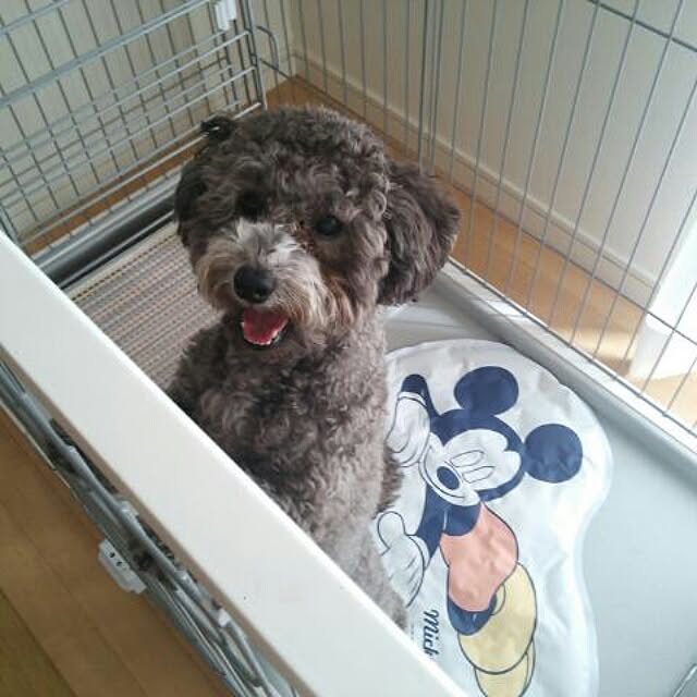 sukidisneyさんの実例写真