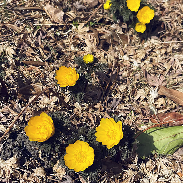 mamanさんの実例写真