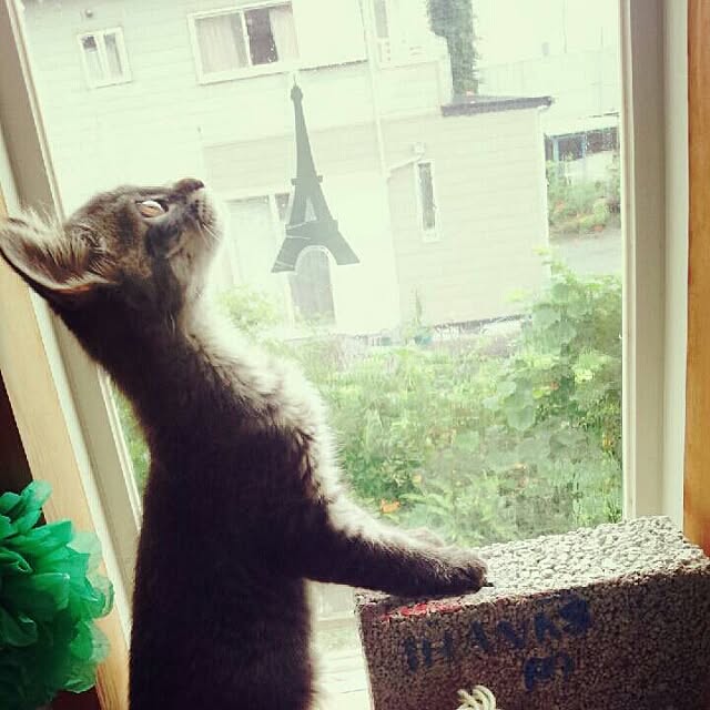 puku.さんの実例写真