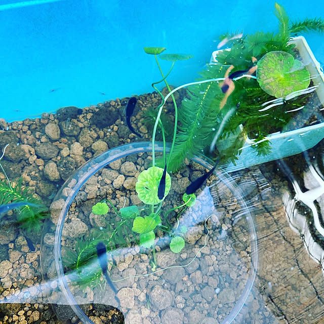 kr0823さんの実例写真
