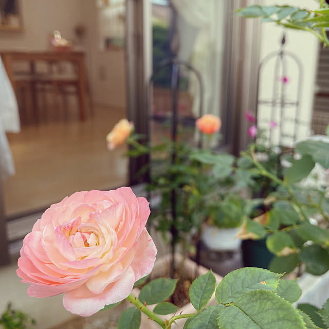 sariさんの部屋