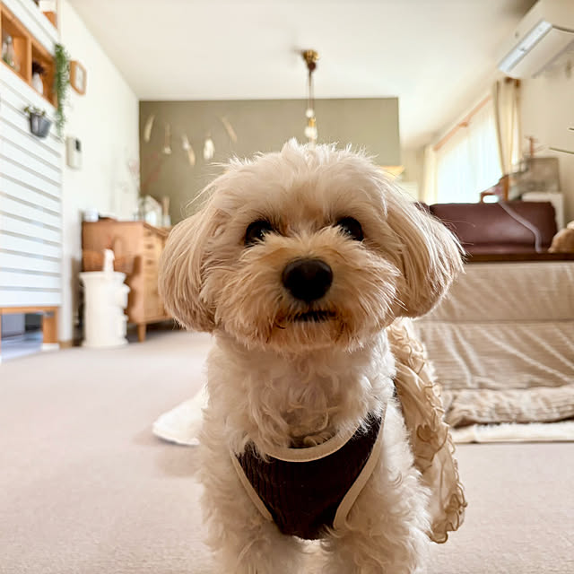 chachamamaさんの部屋