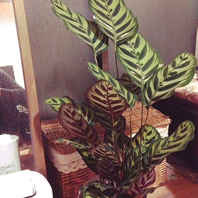 部屋全体/観葉植物のインテリア実例 - 2015-11-09 23:21:13