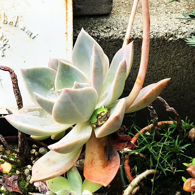 minivivi059さんの実例写真