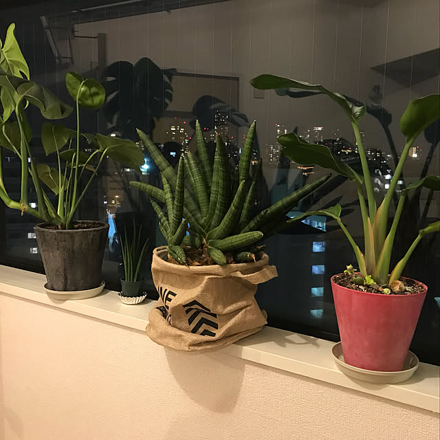実例写真
