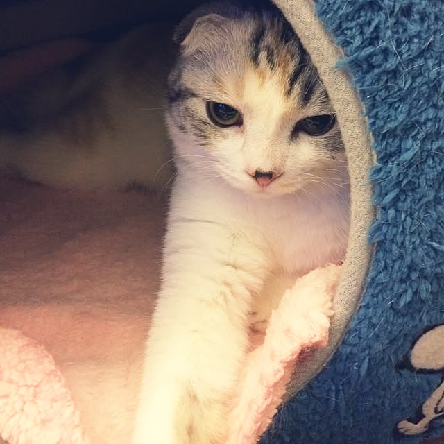 yokkochanさんの実例写真