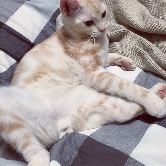hiyupan88さんの実例写真