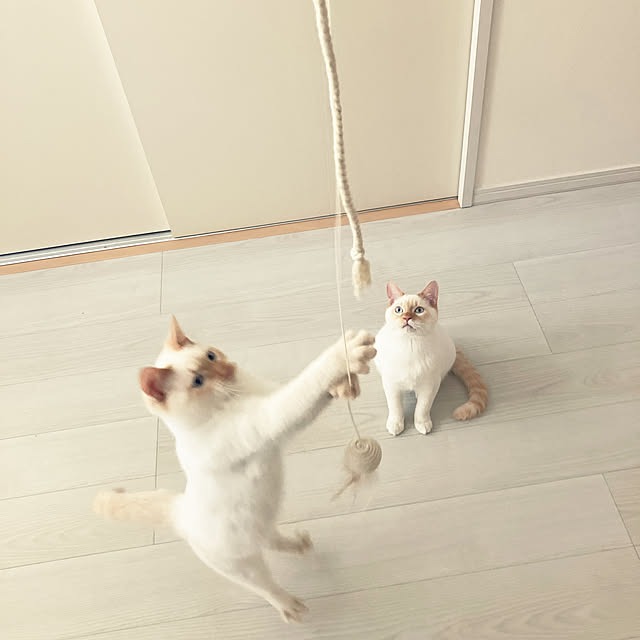 YUKIFUKUさんの実例写真