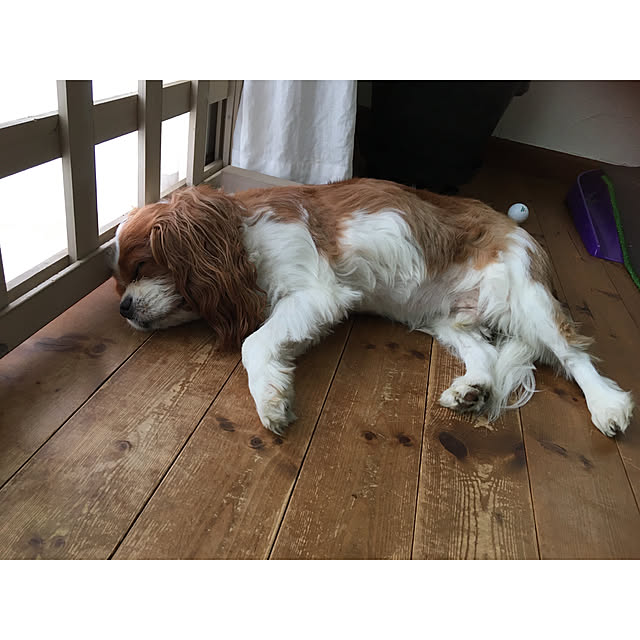 miyaさんの実例写真