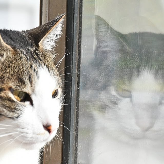 壁/天井/朝活/ねこのいる日常のインテリア実例 - 2025-05-09 13:25:45
