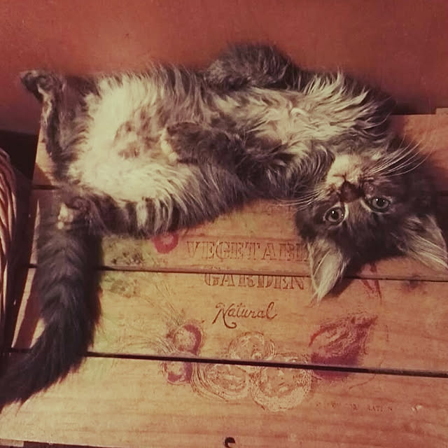 Maki-nekomamireさんの実例写真