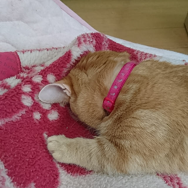 shinobuさんの実例写真