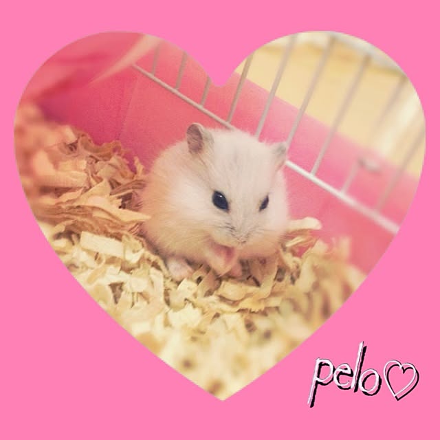 meloruriさんの実例写真