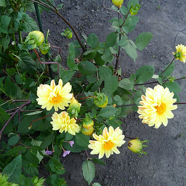 YUKO0108さんの実例写真