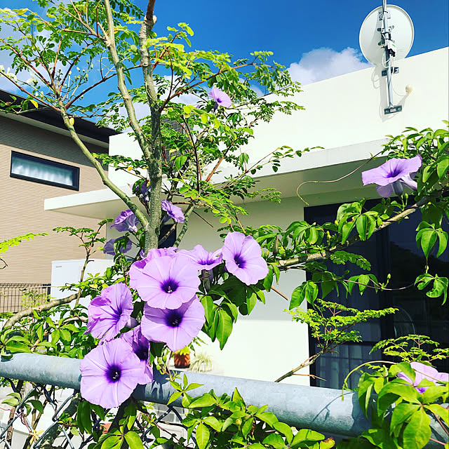 アメリカンフェンス/モリンガ/もみじ葉アサガオ/琉球アサガオ/沖縄の植物...などのインテリア実例 - 2019-09-13 09:47:24