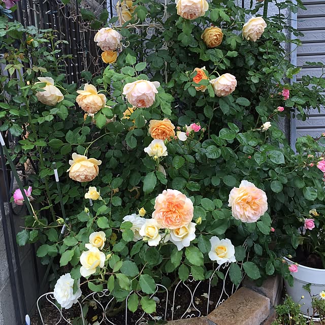 greenroseさんの実例写真